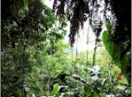 Natural Wonders of the Caribbean